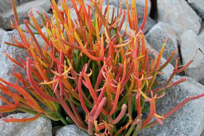 Island View Nursery: Euphorbia Firesticks 