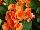 Dümmen Orange: Begonia  'Brigitte' 