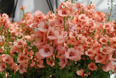 Dümmen Orange: MyDarling Diascia Peach 