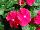 Floranova: Vinca  'Red with Eye' 