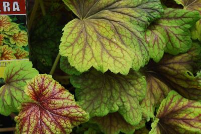 Flamingo Holland, Inc. USA: Heuchera Red Lightning 