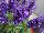 Ernst Benary of Amercia Inc. : Salvia farinacea 'Blue' 