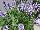 Ernst Benary of Amercia Inc. : Salvia farinacea 'Arctic Blue' 
