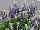 Ernst Benary of Amercia Inc. : Salvia farinacea 'Bicolor Blue' 