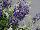 Ernst Benary of Amercia Inc. : Salvia farinacea 'Bicolor Blue' 