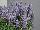 Ernst Benary of Amercia Inc. : Salvia farinacea 'Silver Blue' 