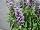 Ernst Benary of Amercia Inc. : Salvia farinacea 'Silver Blue' 
