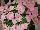 Ernst Benary of Amercia Inc. : Petunia trailing; x hybrida F1 'Pink Chiffon' 