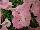 Ernst Benary of Amercia Inc. : Petunia trailing; x hybrida F1 'Pink Chiffon' 