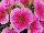Ernst Benary of Amercia Inc. : Petunia trailing; x hybrida F1 'Pink Vein' 