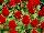 Ernst Benary of Amercia Inc. : Celosia plumosa 'Red' 