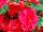 Ernst Benary of Amercia Inc. : Begonia  'Deep Rose' 
