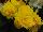 Ernst Benary of Amercia Inc. : Begonia  'Yellow Red Back' 