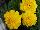 Ernst Benary of Amercia Inc. : Tagetes patula 'Yellow' 