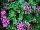 Ernst Benary of Amercia Inc. : Pentas lanceolata 'Lilac' 