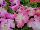 Ernst Benary of Amercia Inc. : Petunia x hybrida 'Pink Morn' 