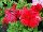 Ernst Benary of Amercia Inc. : Petunia x hybrida 'Red' 