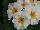 Ernst Benary of Amercia Inc. : Primula elatior 'White' 
