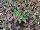 Florensis: Euphorbia  'Red Velvet' 