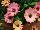 Florensis: Osteospermum  'Terracotta' 