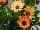 Florensis: Osteospermum  'Orange Sunrise' 