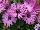 Florensis: Osteospermum  'Pink' 