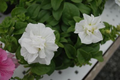 Glow™ Double Petunia White 