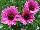 Greenex USA Inc.: Osteospermum  'Bacia' 