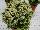 Greenex USA Inc.: Selaginella  'Frost Ferns' 