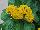 American Takii: Celosia Juncus afro 'Yellow' 