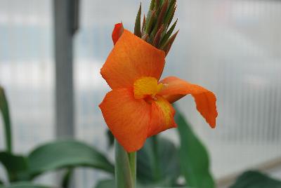 American Takii: Cannova® Canna Orange Shades Experimental 