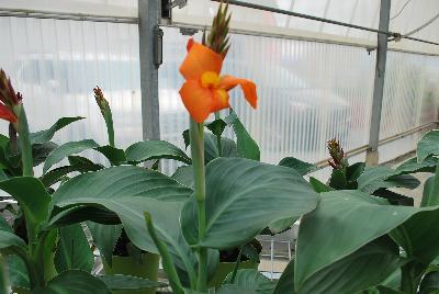 American Takii: Cannova® Canna Orange Shades Experimental 