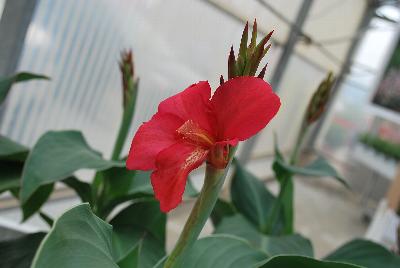 American Takii: Cannova® Canna Rose 