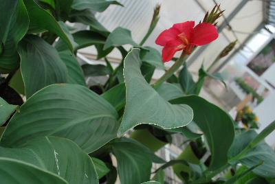 American Takii: Cannova® Canna Rose 