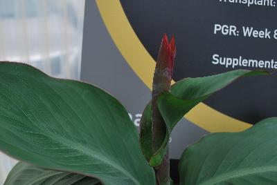 American Takii: Cannova® Canna Mango 