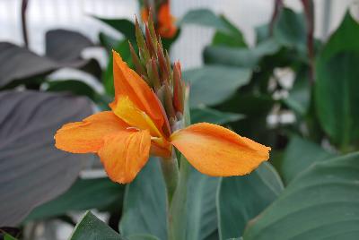 American Takii: Cannova® Canna Orange Shades Experimental 