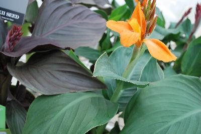 American Takii: Cannova® Canna Orange Shades Experimental 