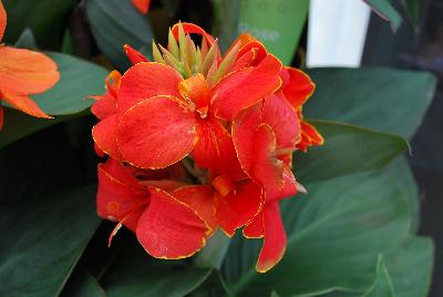 American Takii: Cannova® Canna Flame Experimental 