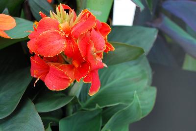 American Takii: Cannova® Canna Flame Experimental 