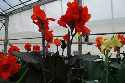 American Takii: Cannova® Canna Bronze Orange Experimental 