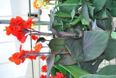 American Takii: Cannova® Canna Bronze Orange Experimental 