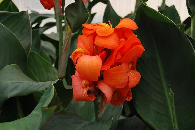 American Takii: Cannova® Canna Orange Shades Experimental 