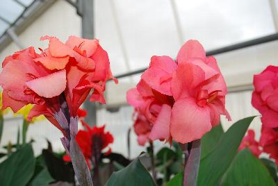 American Takii: Cannova® Canna Mango 