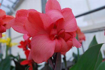 American Takii: Cannova® Canna Mango 