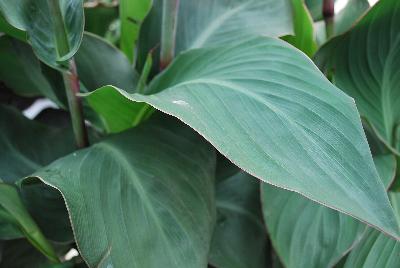 American Takii: Cannova® Canna Mango 