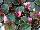 American Takii: Begonia  'Pink' 