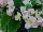 American Takii: Begonia F1 'Appleblossom' 