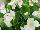 American Takii: Begonia F1 'White' 
