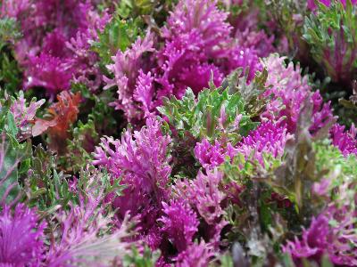 Glamour Kale-Flowering Red 