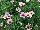 Grandessa™ Argyranthemum Interspecific hybrid Pink Halo 